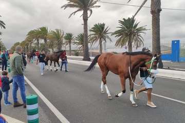 Carreras de caballos en Telde por San Gregorio (Foto TA y TF)